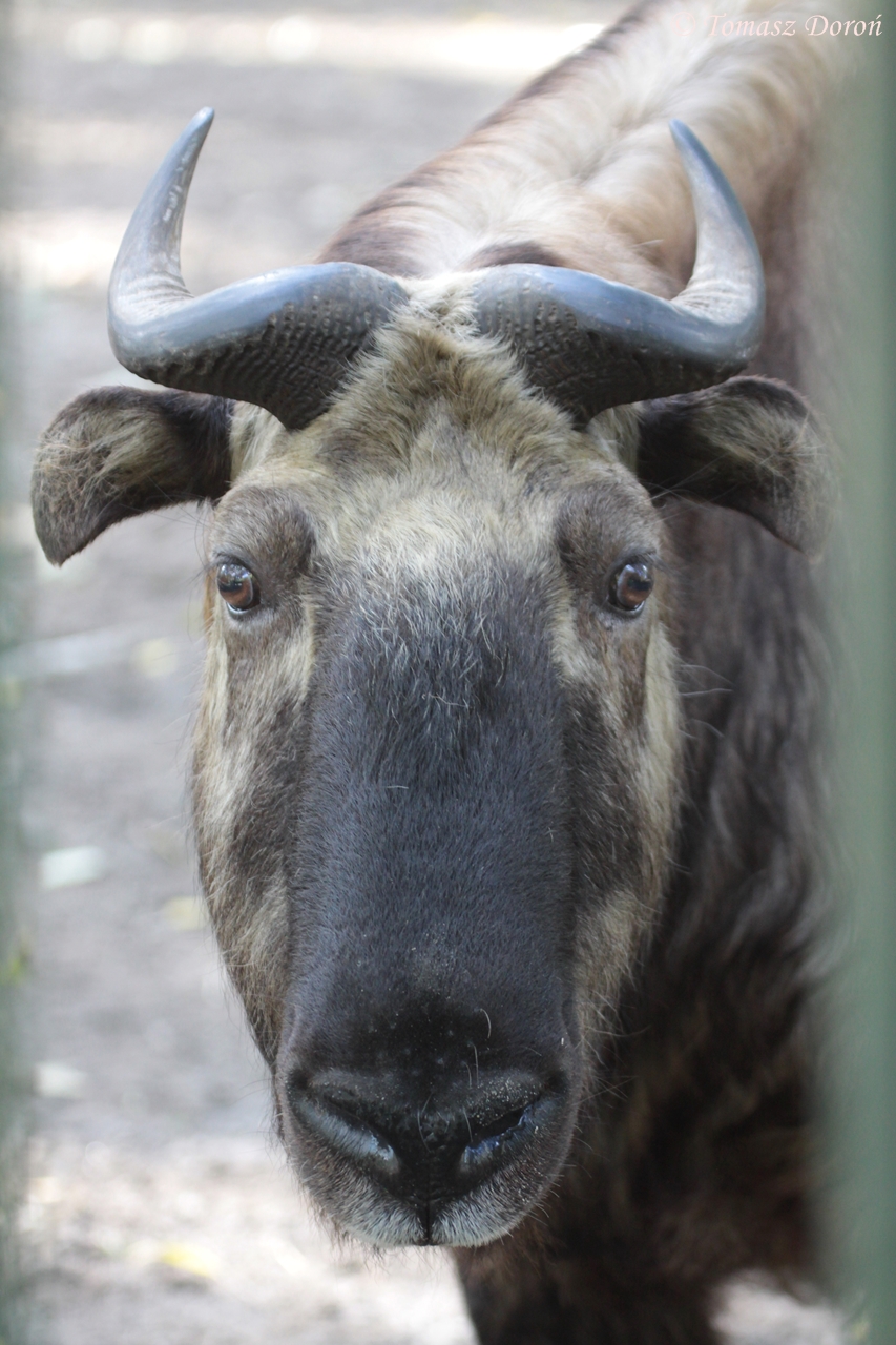 Mishmi Takin (Budorcas taxicolor)