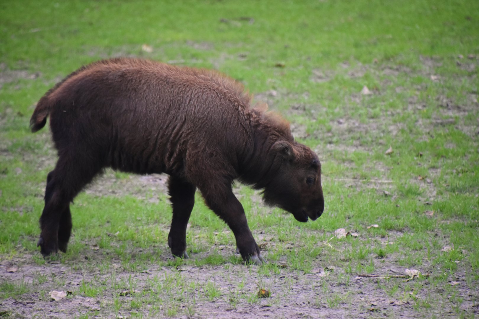 Mishmi takin, Budorcas taxicolor