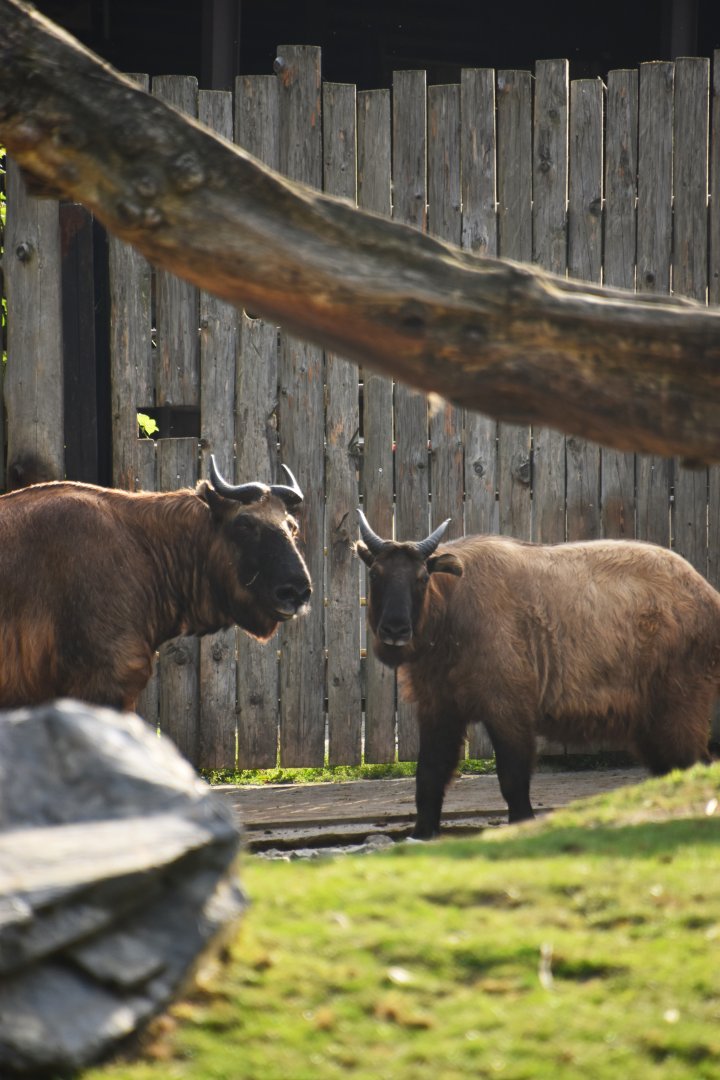 Mishmi takin, Budorcas taxicolor