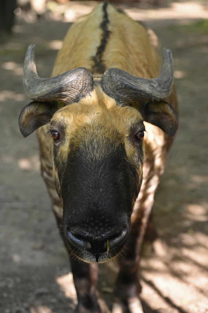 Mishmi takin (Budorcas taxicolor)
