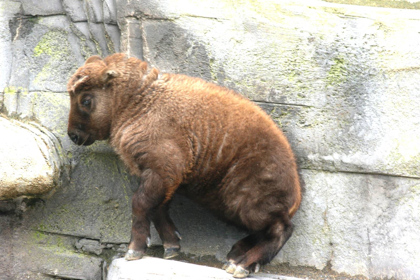 Mishmi takin calf; Antwerp Zoo; 12th May 2010