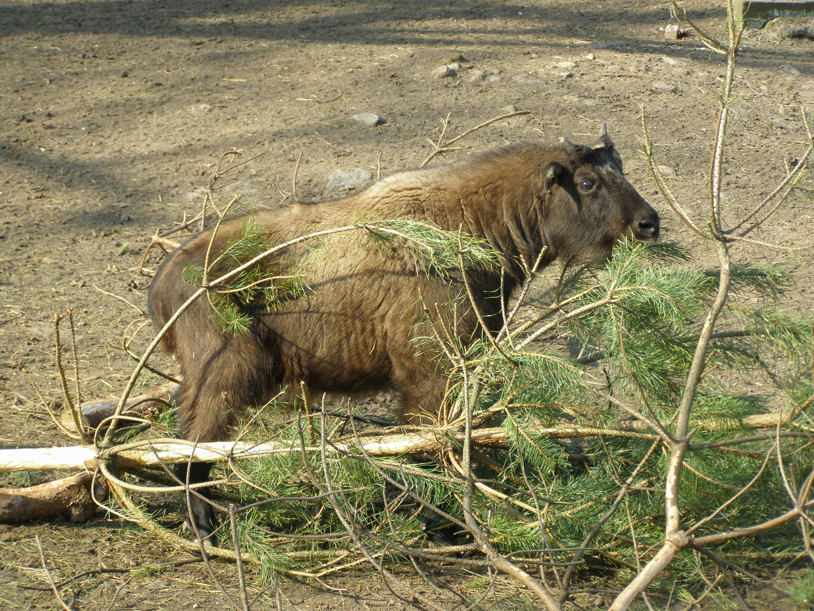 Mishmi takin calf (Budorcas taxicolor taxicolor)