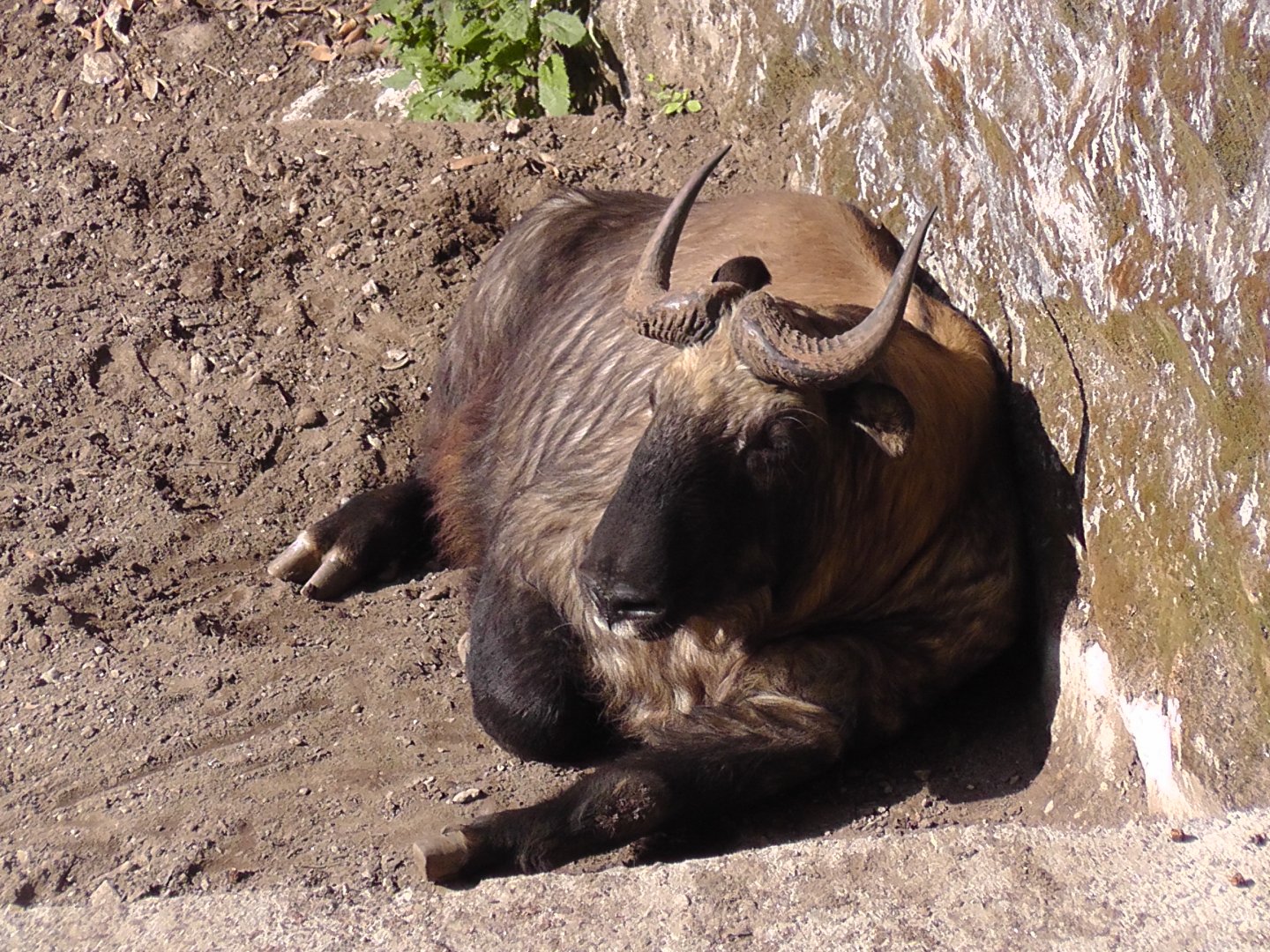Mishmi Takin, Darjeeling Zoo