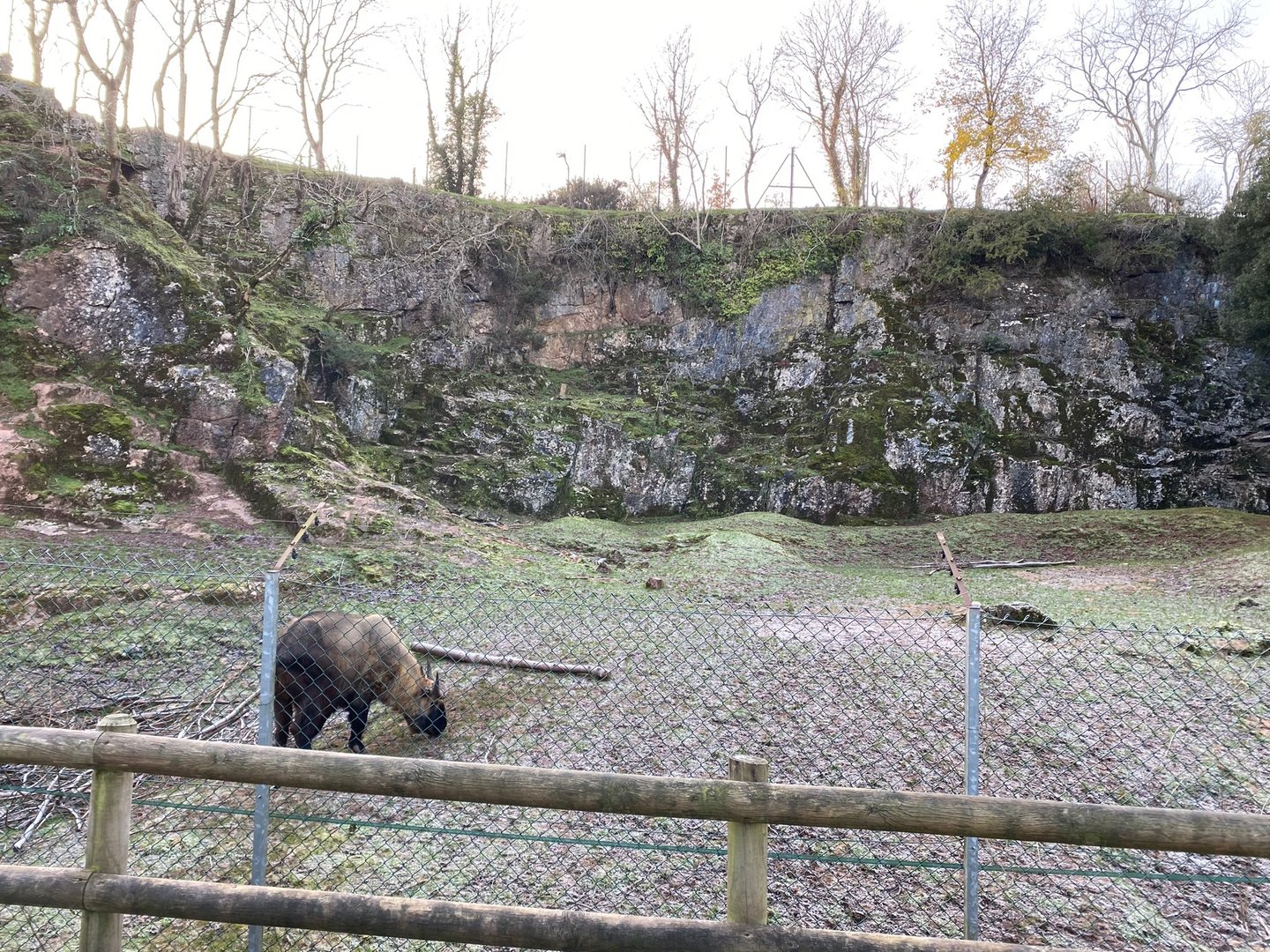 Mishmi takin enclosure 161222