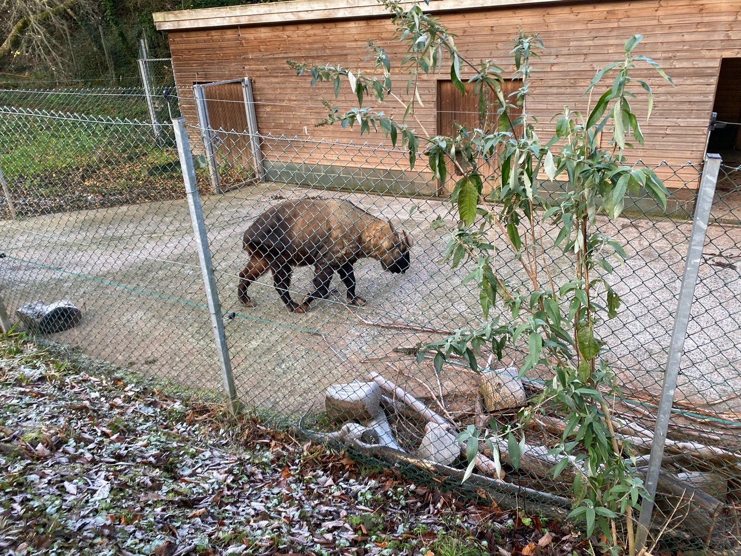 Mishmi takin enclosure 161222