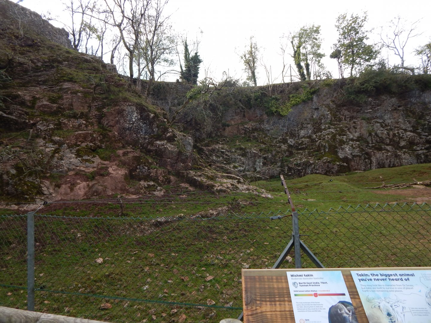 Mishmi takin enclosure 181020