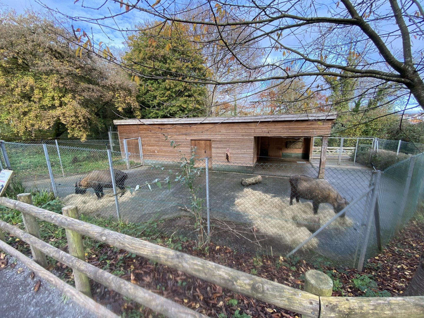 Mishmi takin enclosure 201121