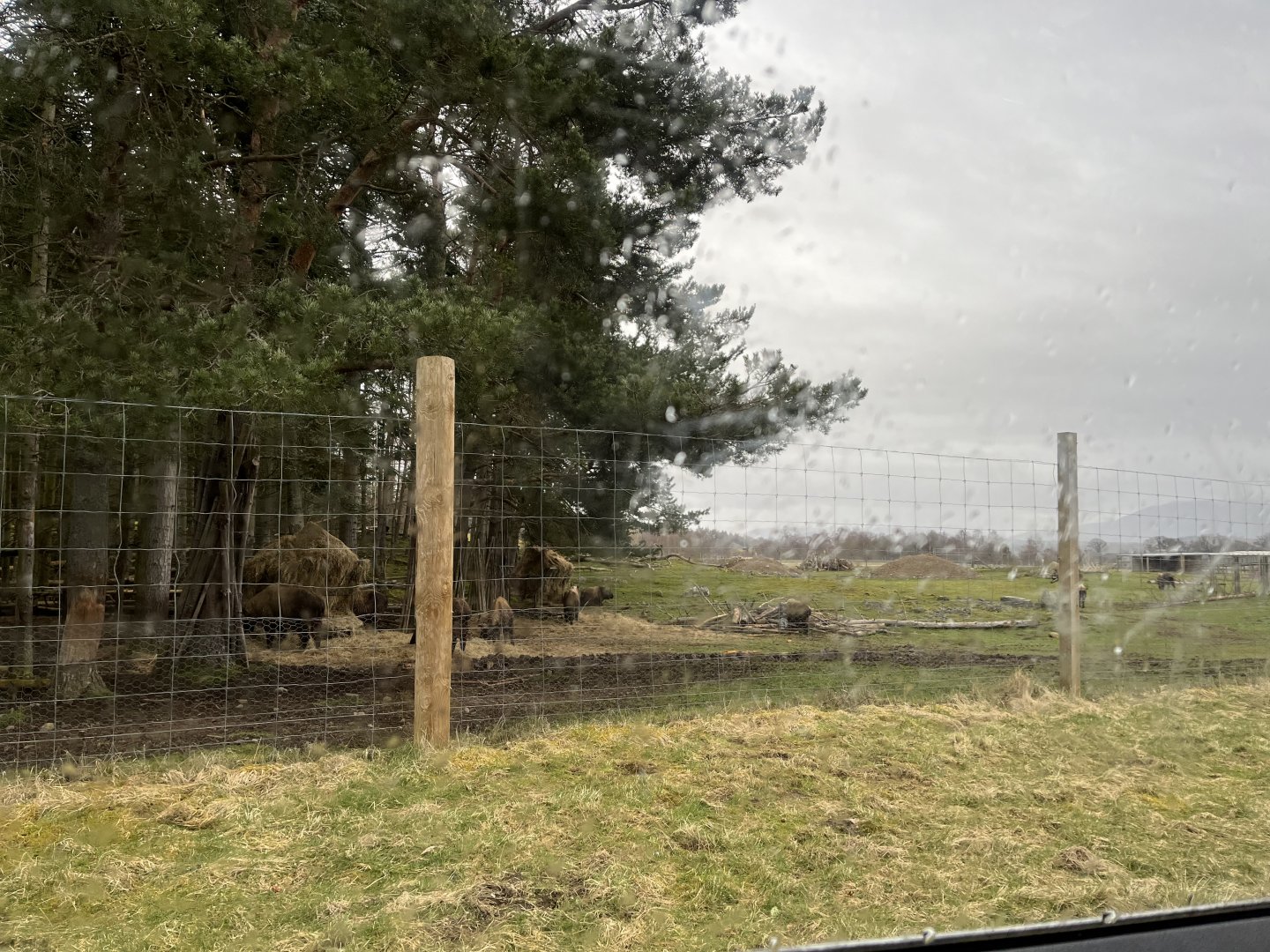 Mishmi takin enclosure 5.4.24