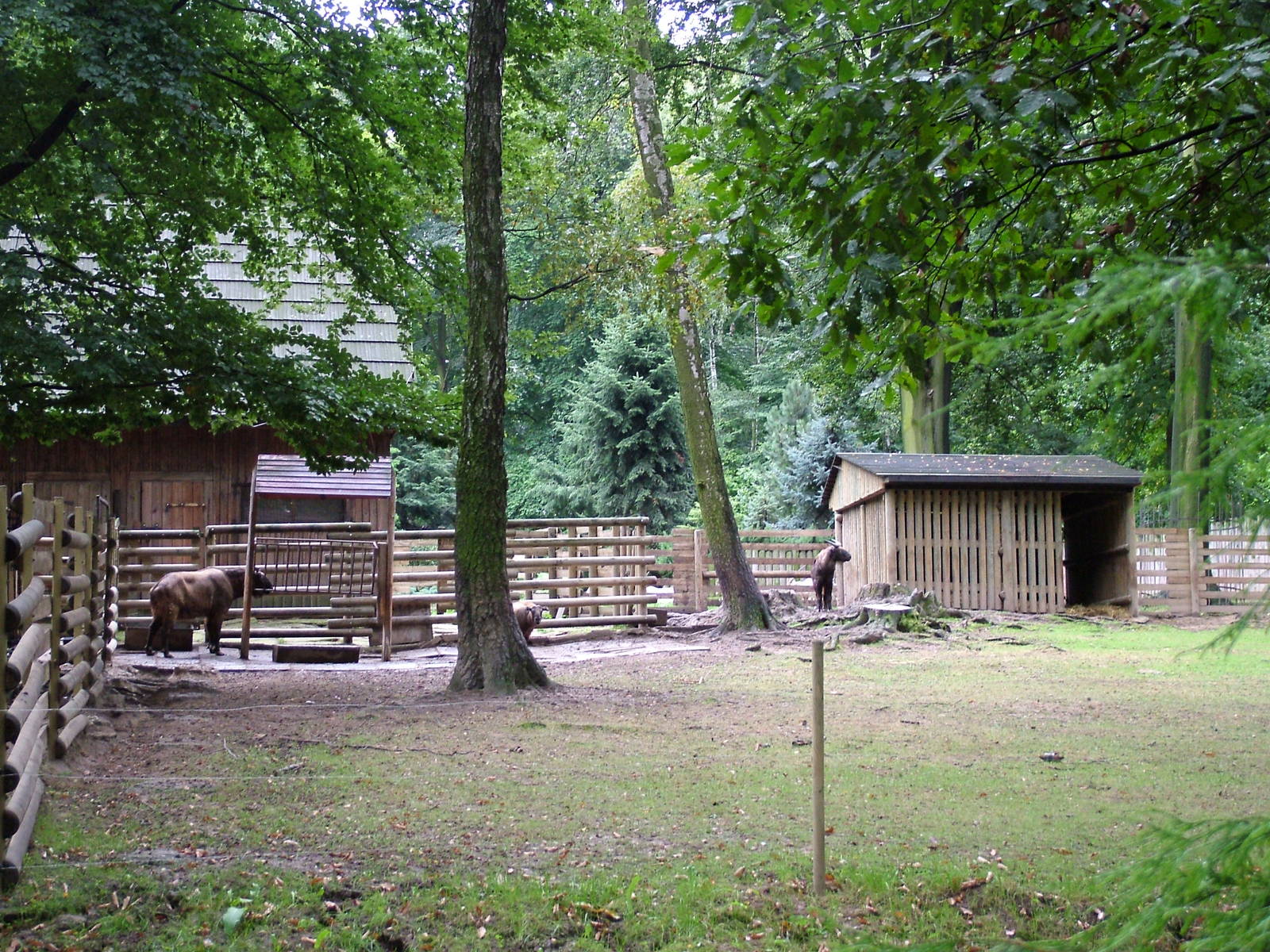 Mishmi Takin enclosure at Krakow 08/09/2008
