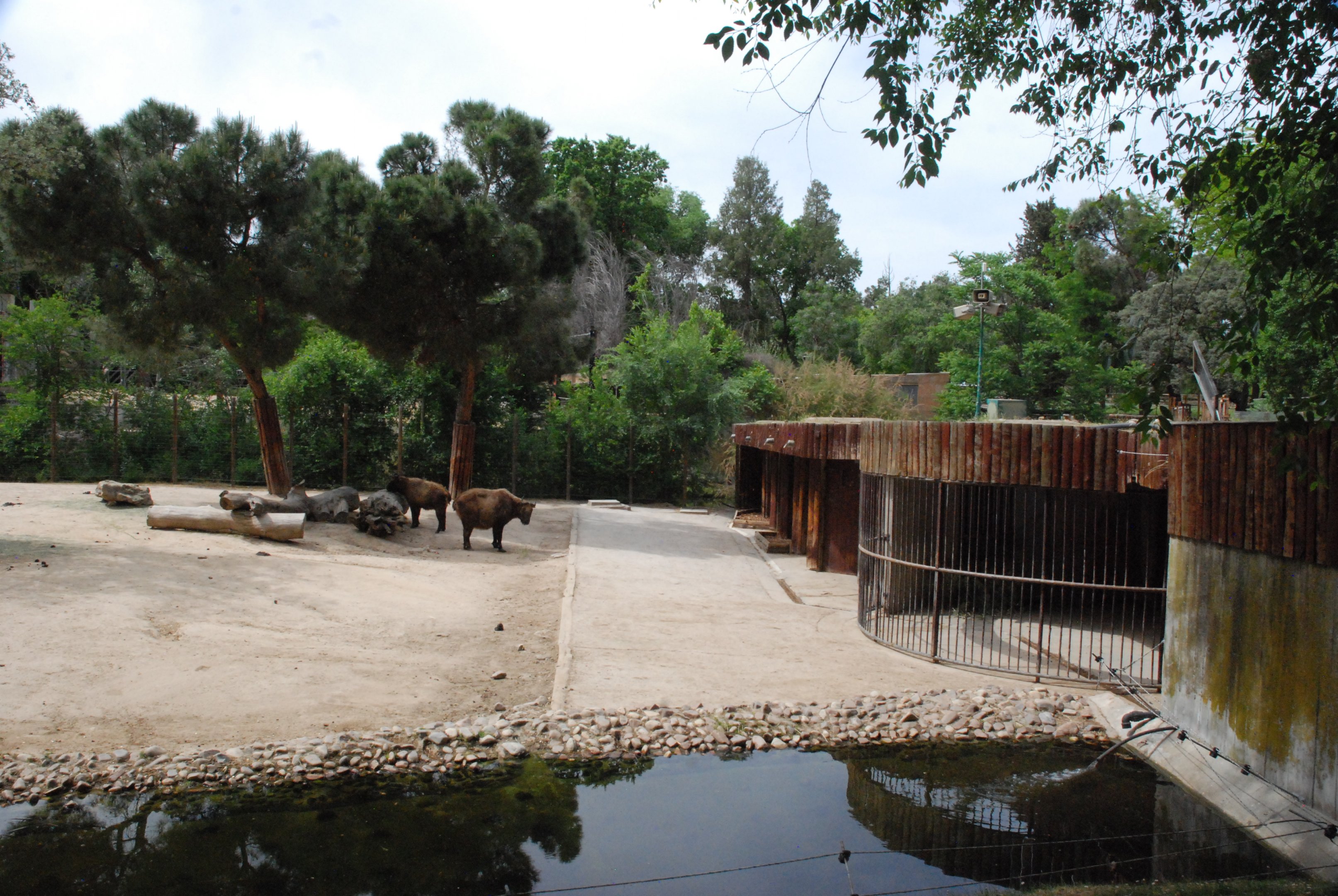 Mishmi Takin Enclosure at Zoo Aquarium de Madrid, 20th May 2022