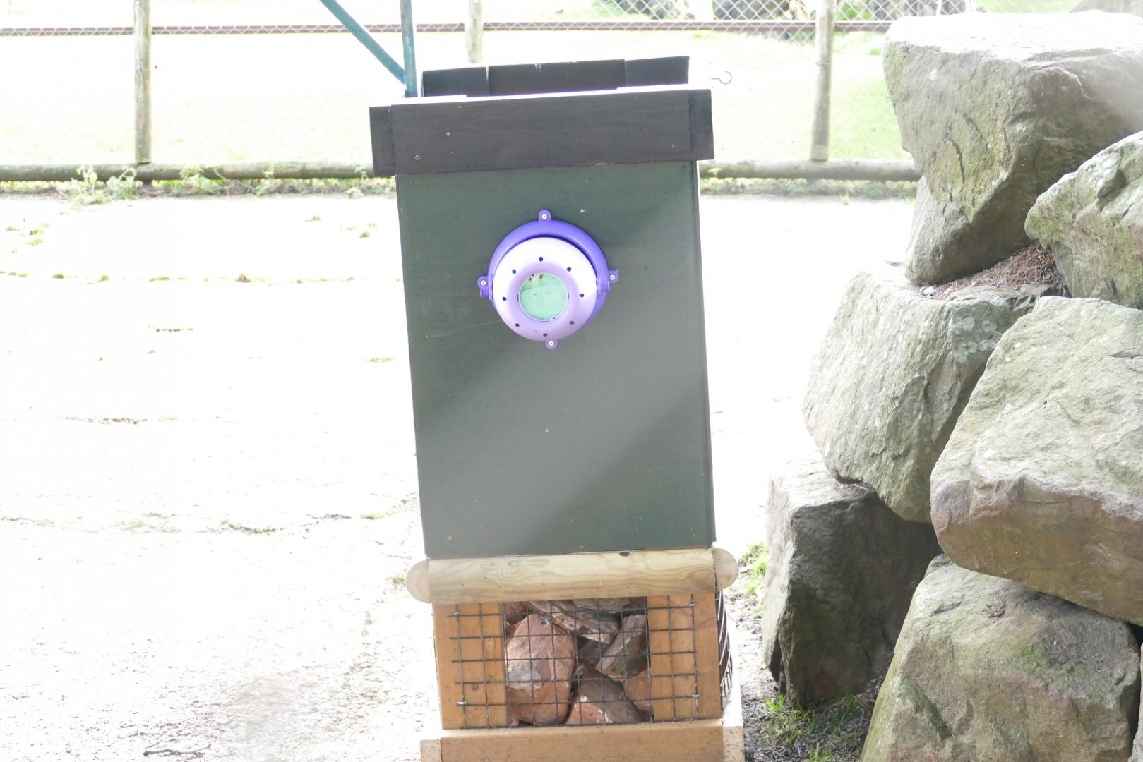 Mishmi takin enclosure, November 2019