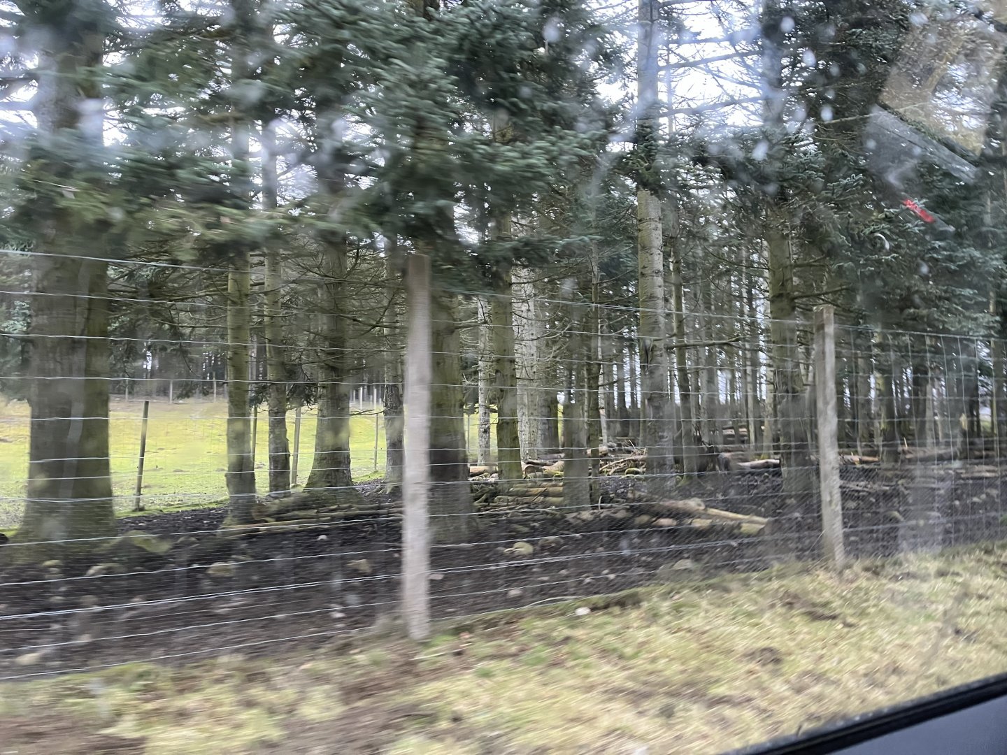 Mishmi takin enclosure (sorry for blur) 5.4.24