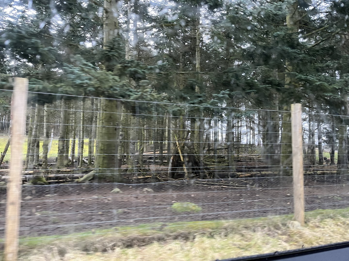 Mishmi takin enclosure (sorry for blur) 5.4.24