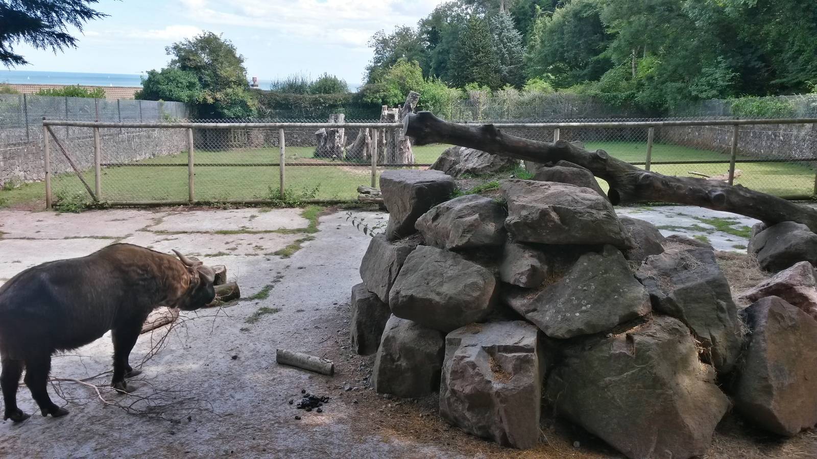 Mishmi Takin Enclosure