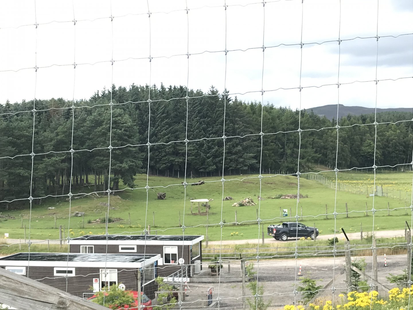 Mishmi takin enclosure