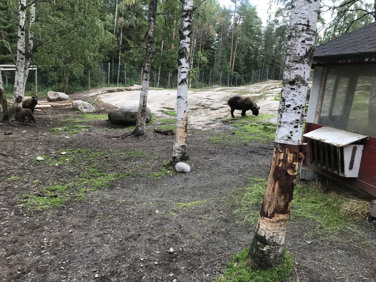 Mishmi takin enclosure