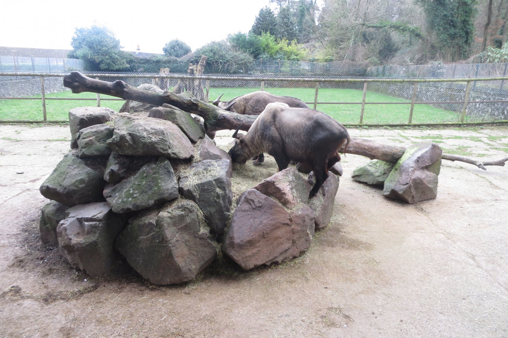 Mishmi takin exhibit 050119
