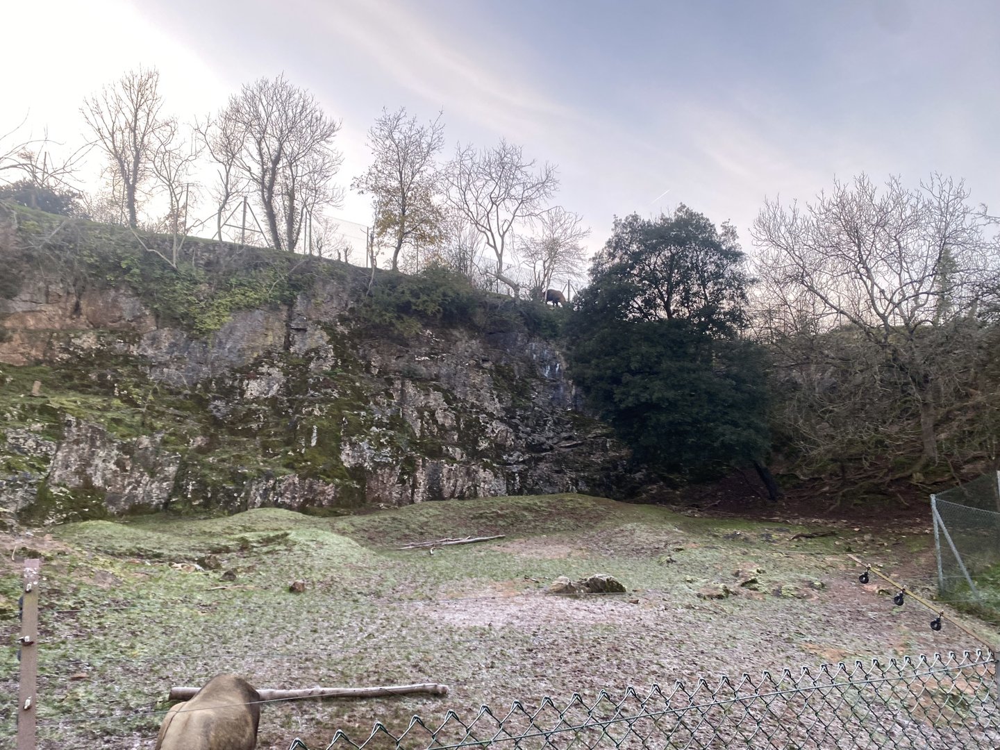 Mishmi takin exhibit 161222