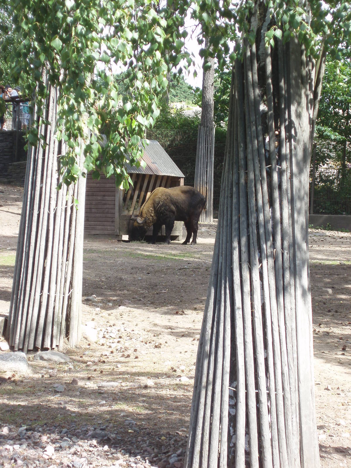 Mishmi Takin Exhibit 2