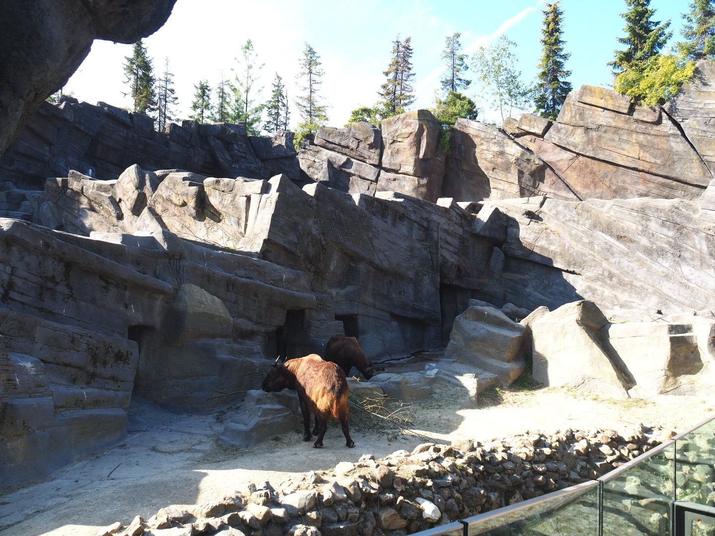 Mishmi takin exhibit, 2020-09-20