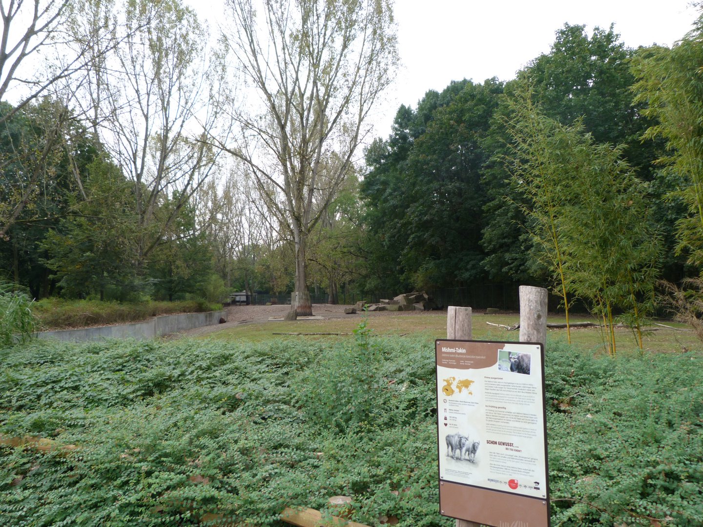 Mishmi takin exhibit -Tierpark Berlin (2024)