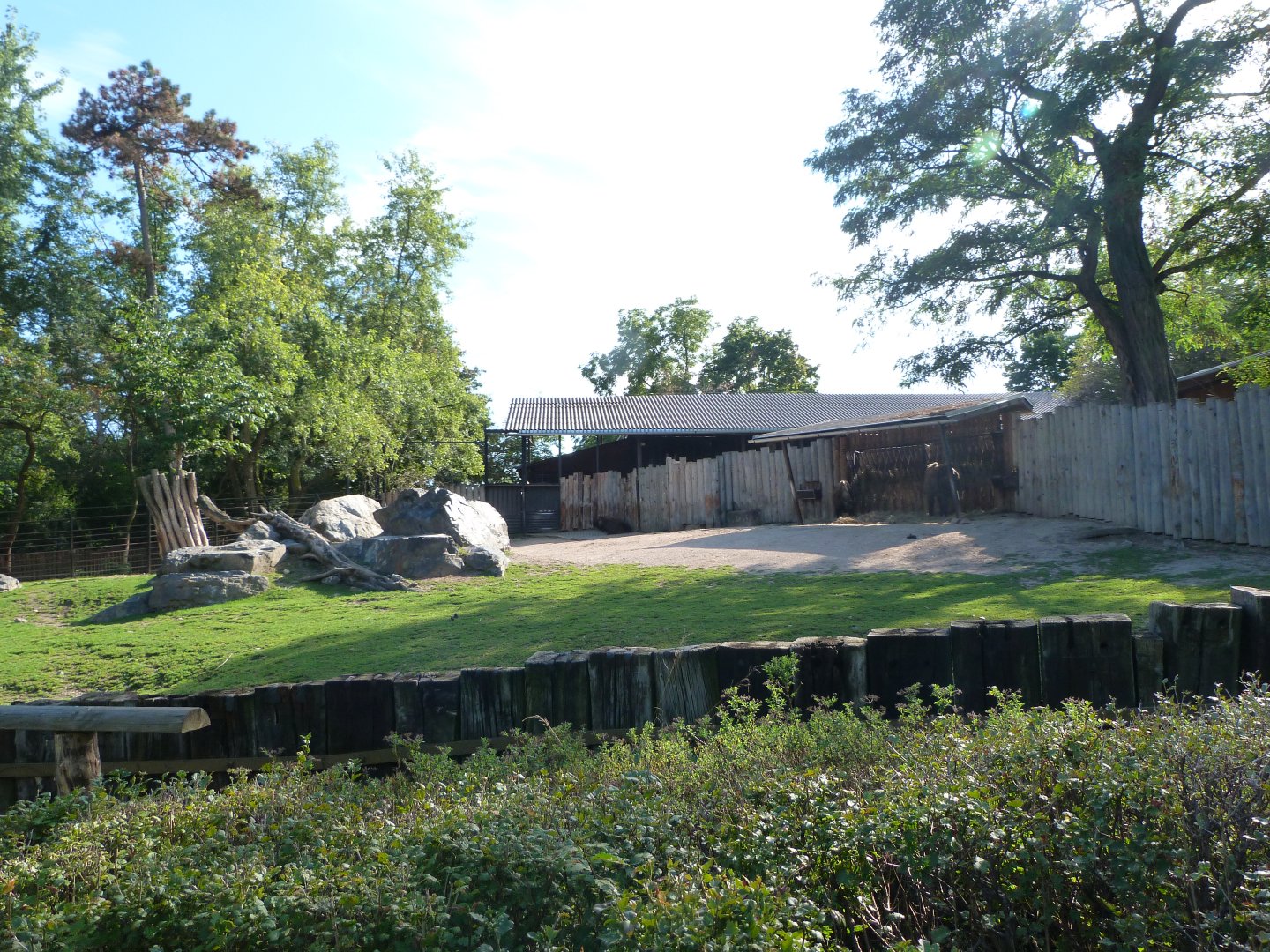 Mishmi takin exhibit -Zoo Praha (2025)