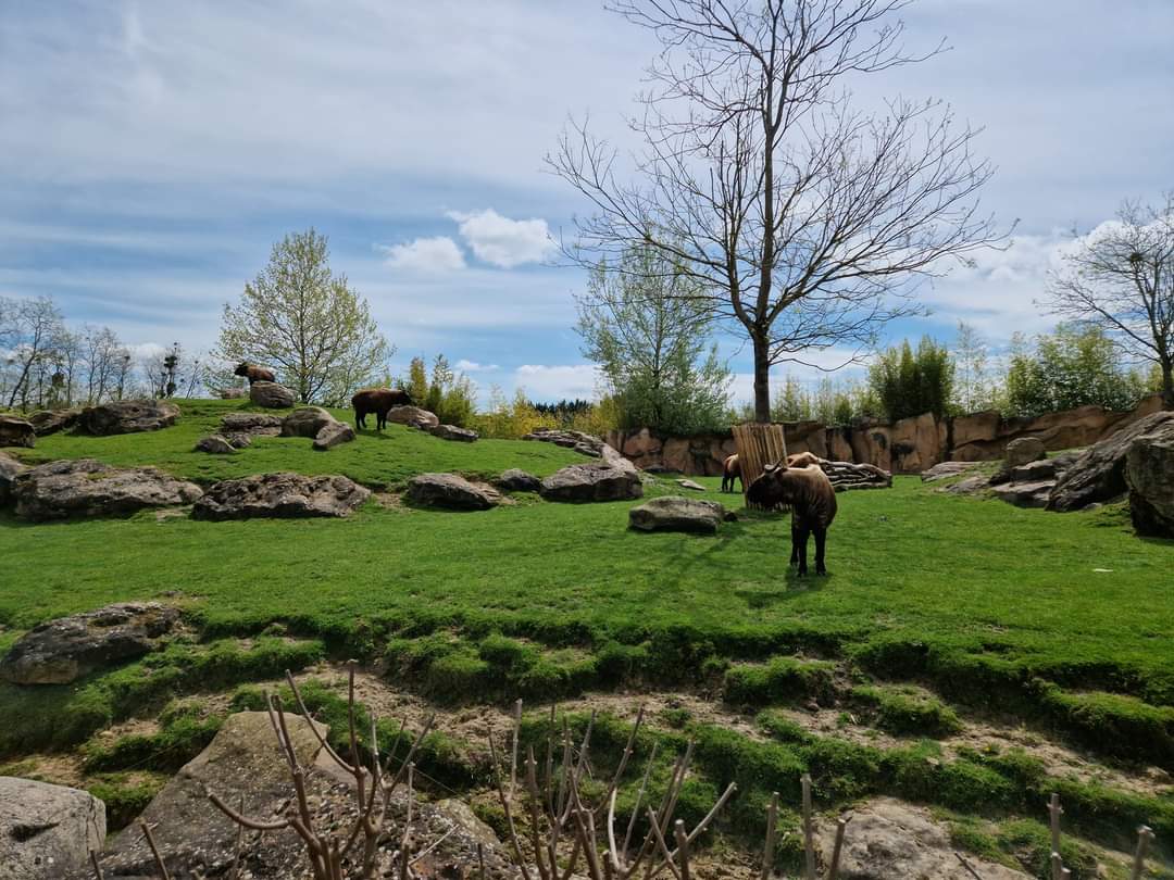Mishmi Takin Exhibit