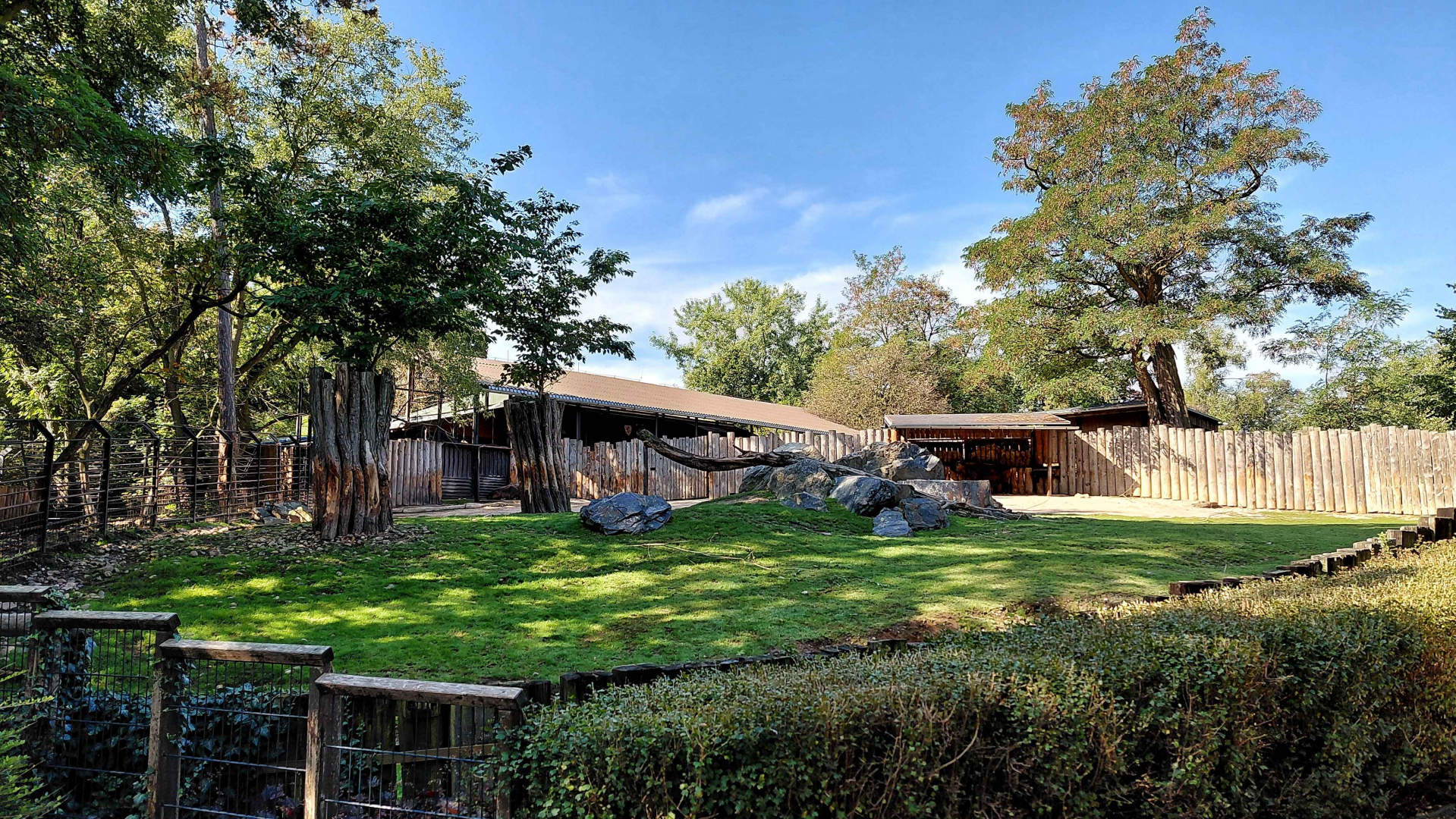 Mishmi takin exhibit