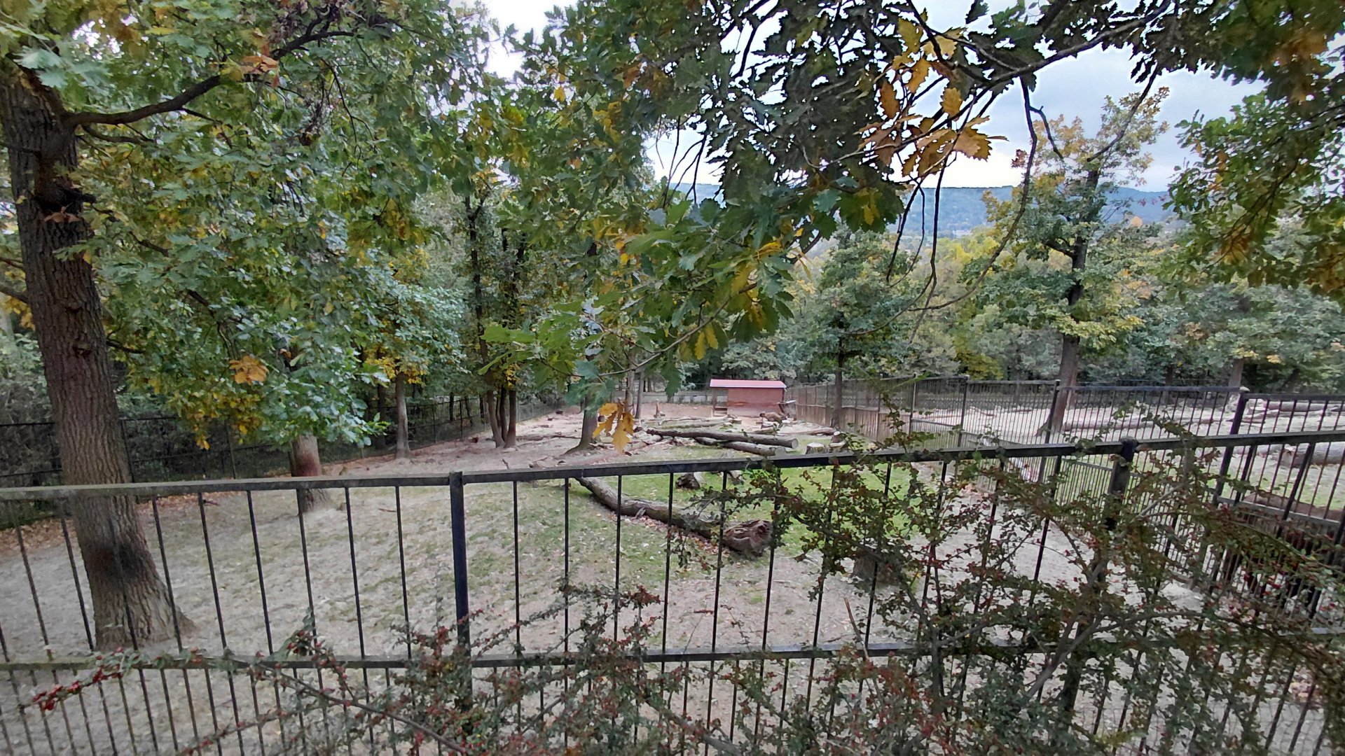 Mishmi takin exhibit