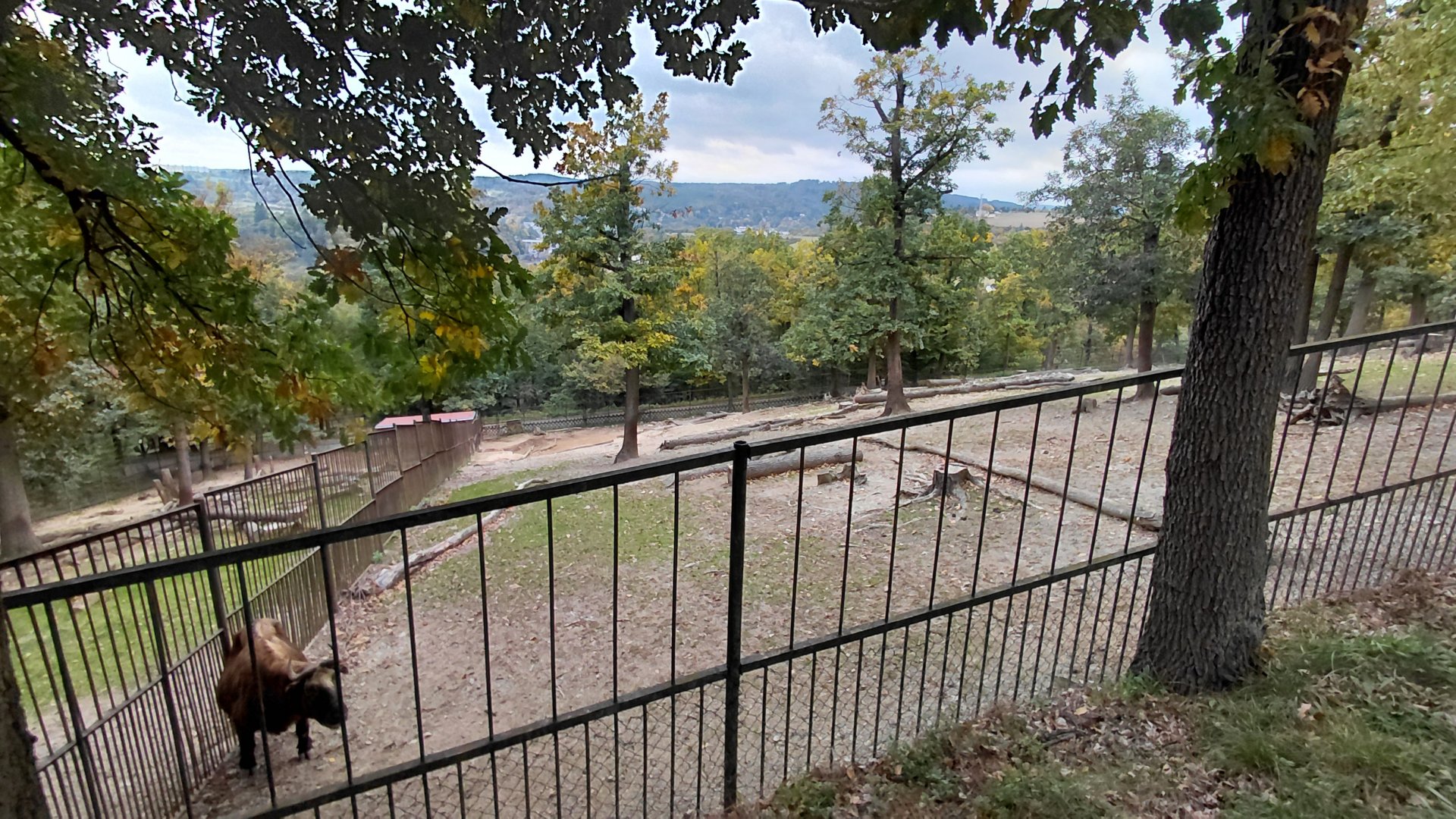 Mishmi takin exhibit