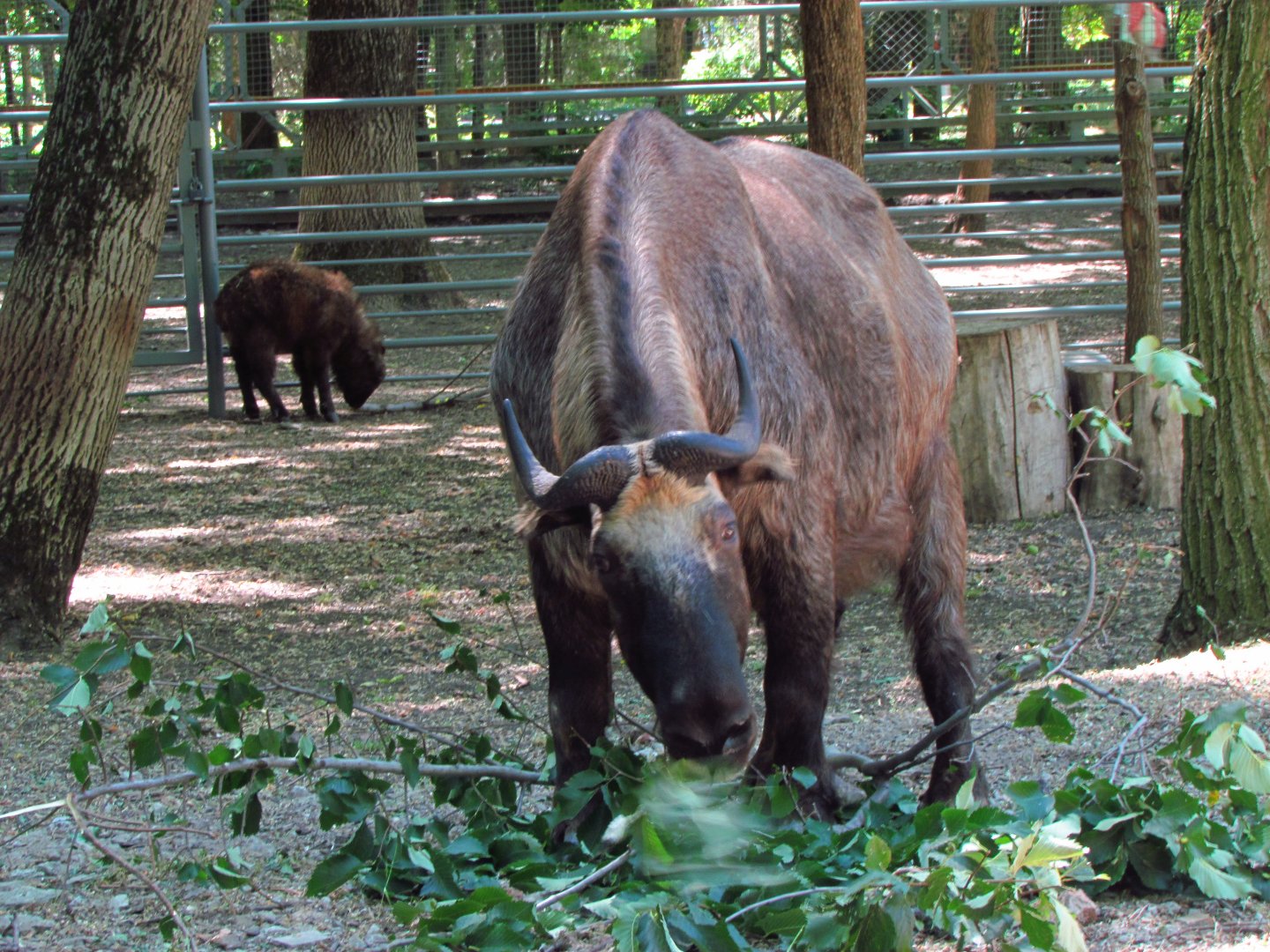 Mishmi takin female & calf