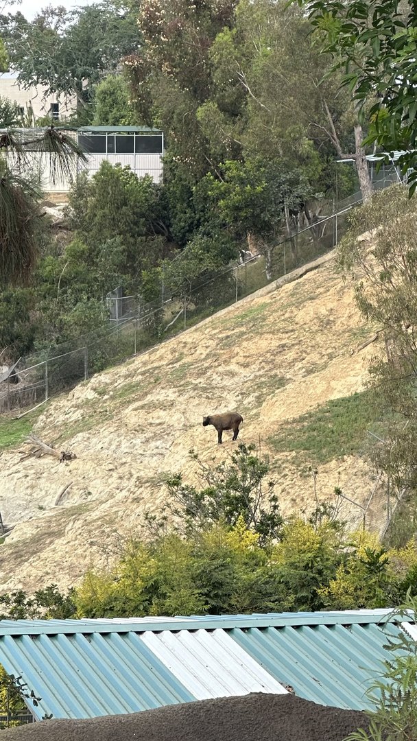Mishmi Takin from Skyfari Unloading Area