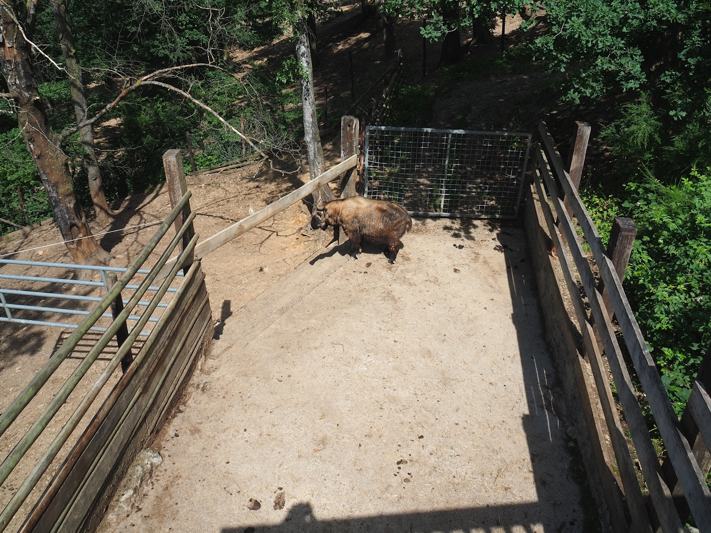 Mishmi takin holding paddock, 2023-06-24