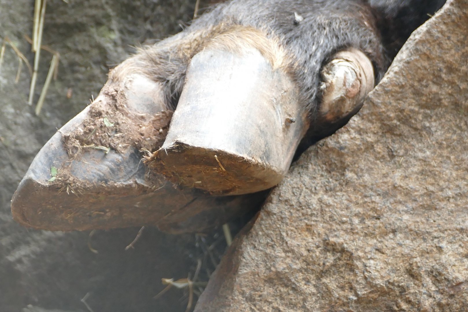 Mishmi Takin hoof, August 2018