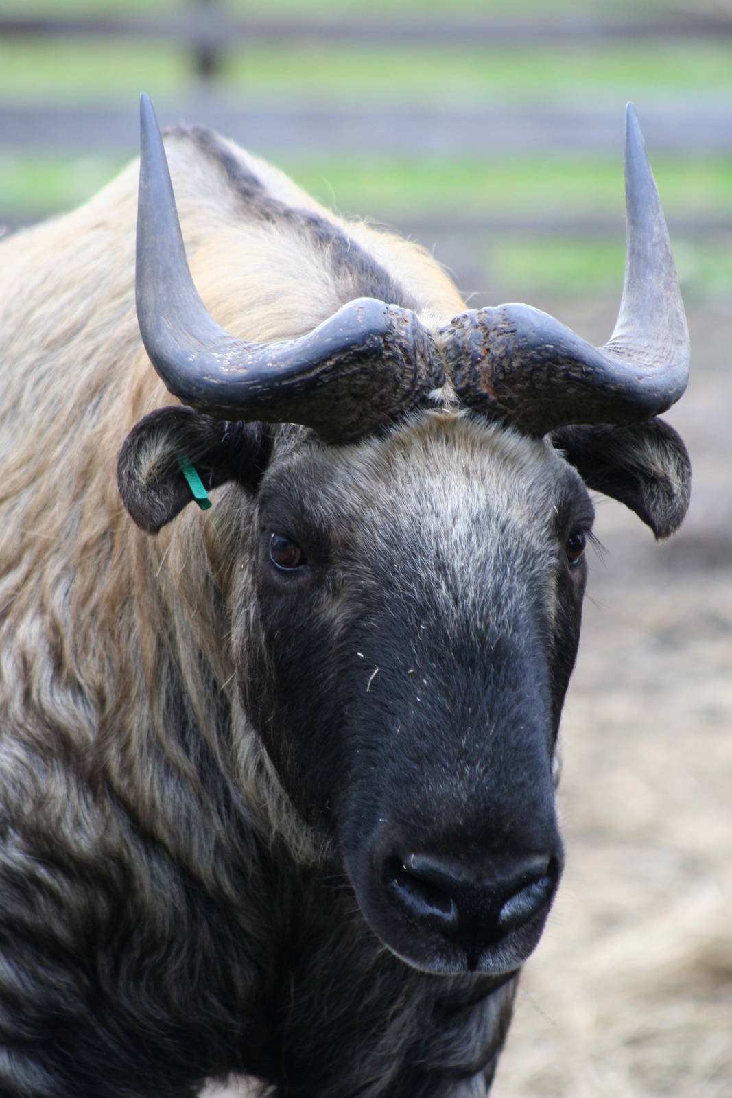 Mishmi Takin @ HWP; 18.10.2009