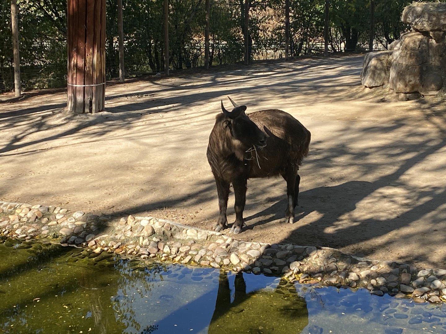 Mishmi takin image 2