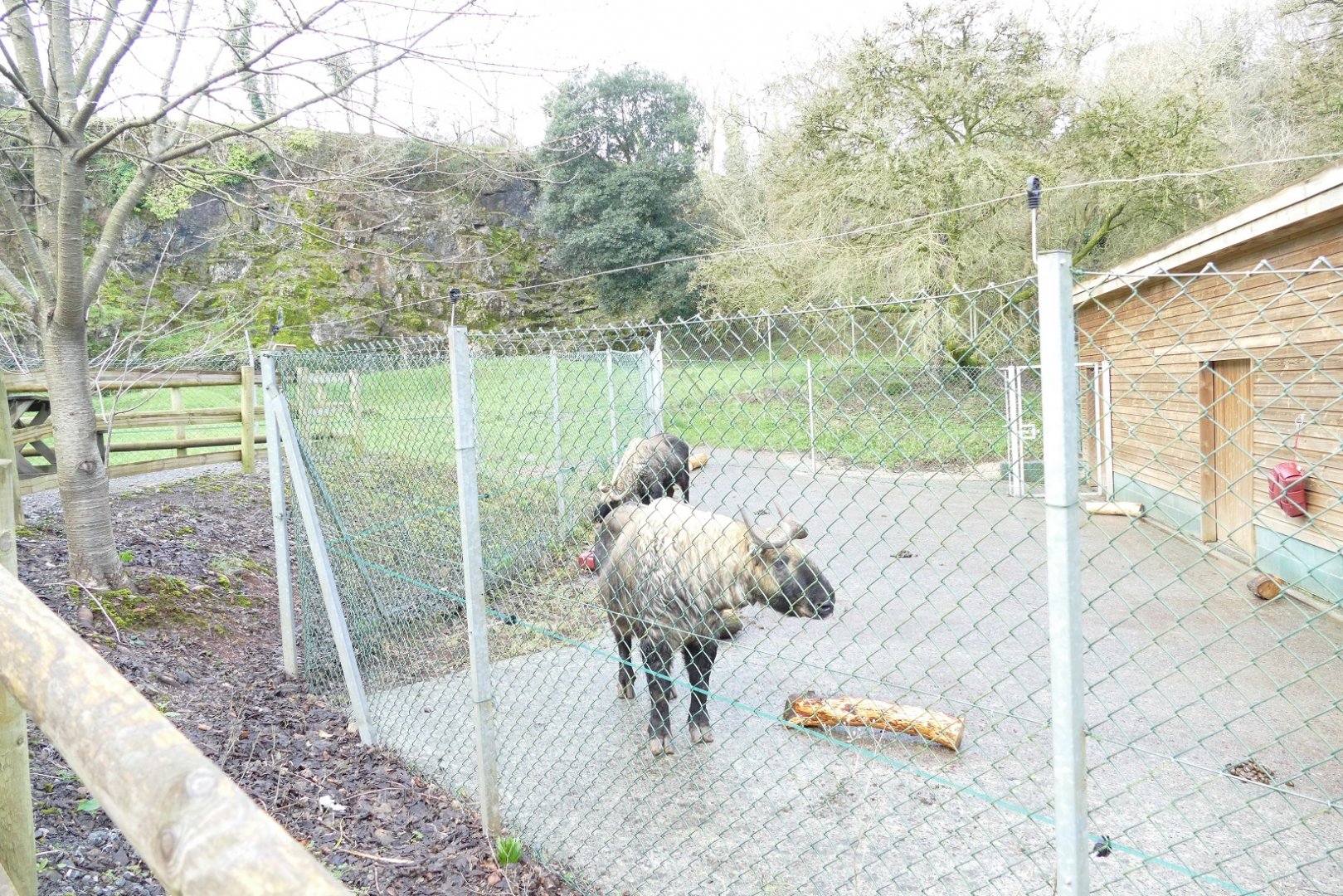 Mishmi Takin in their new home, February 2020