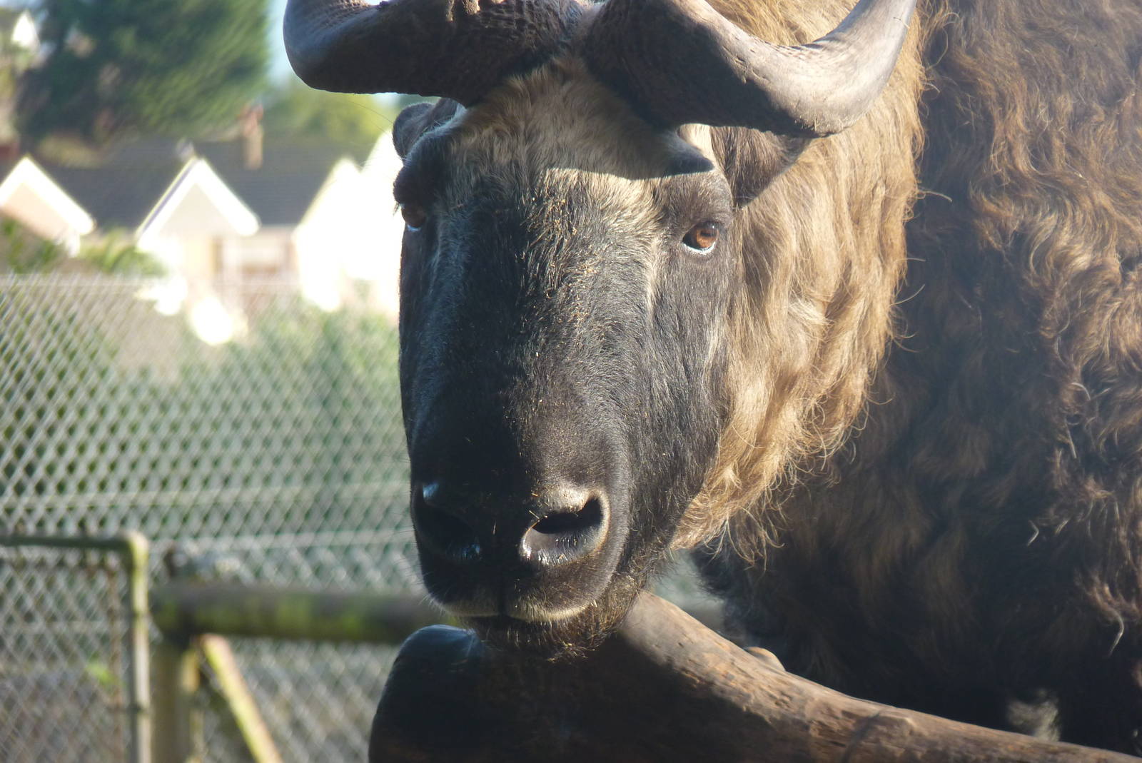 Mishmi Takin, January 2016