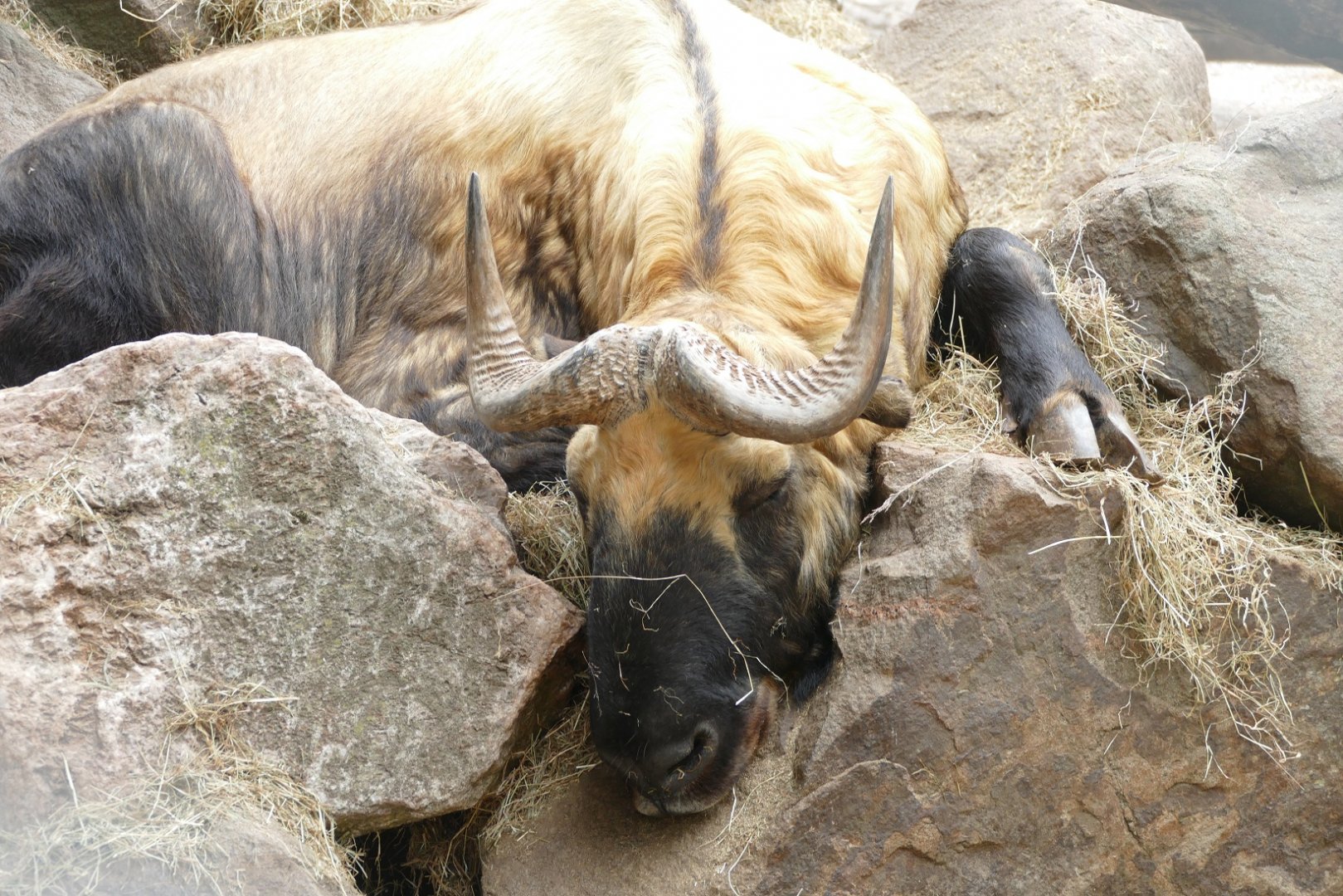 Mishmi takin, July 2018