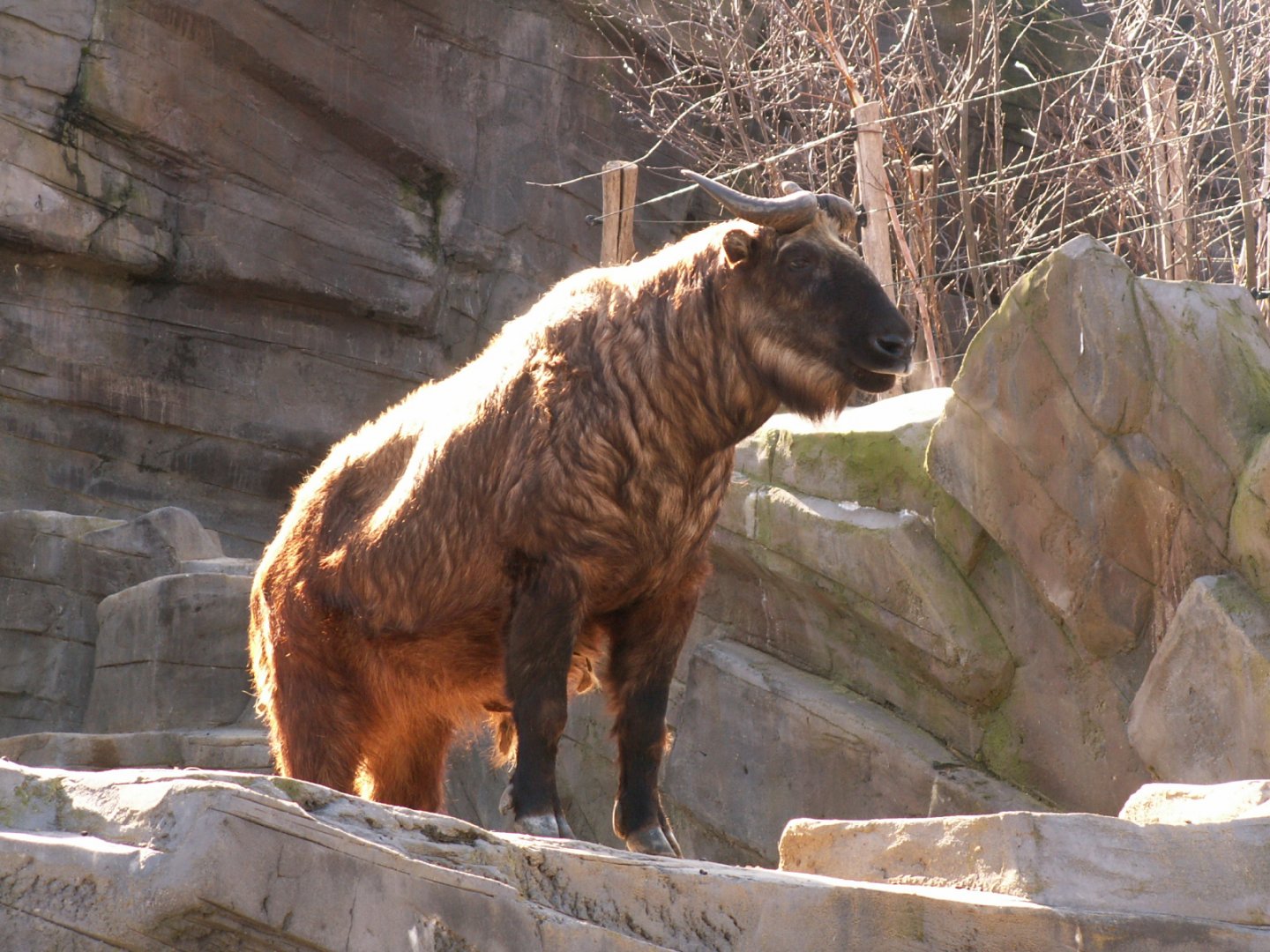 Mishmi takin - March 2009