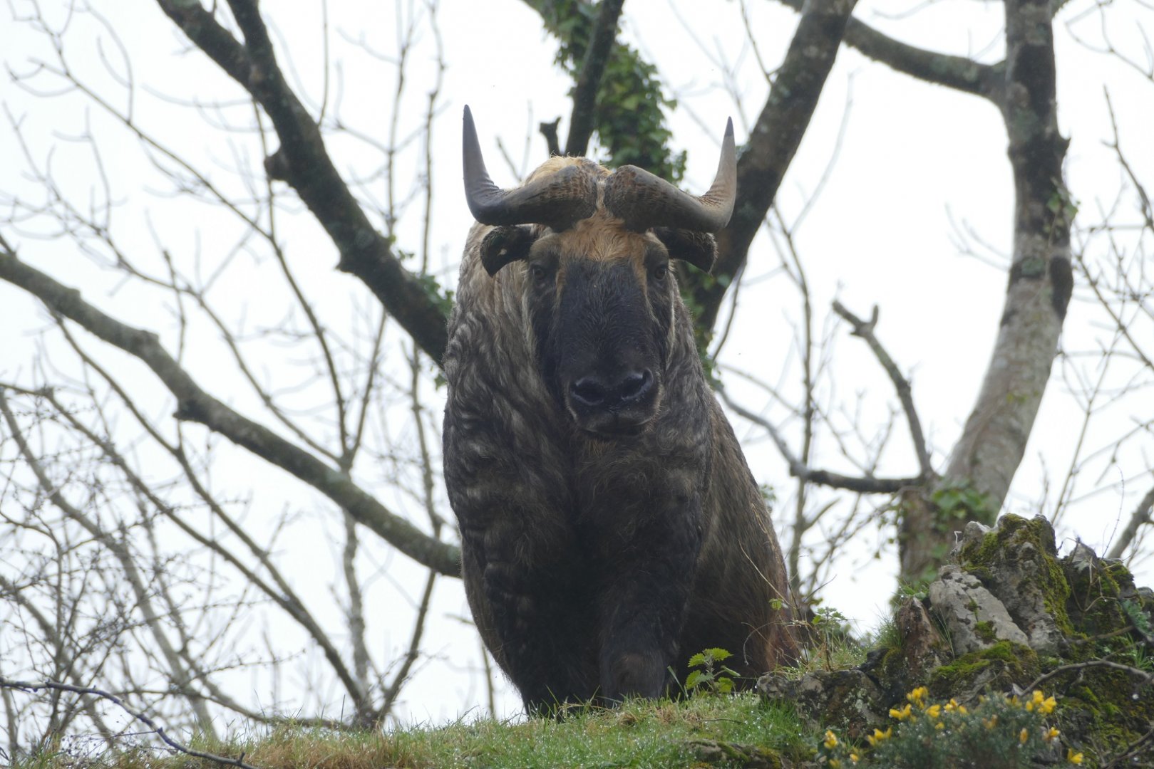 Mishmi takin, March 2020