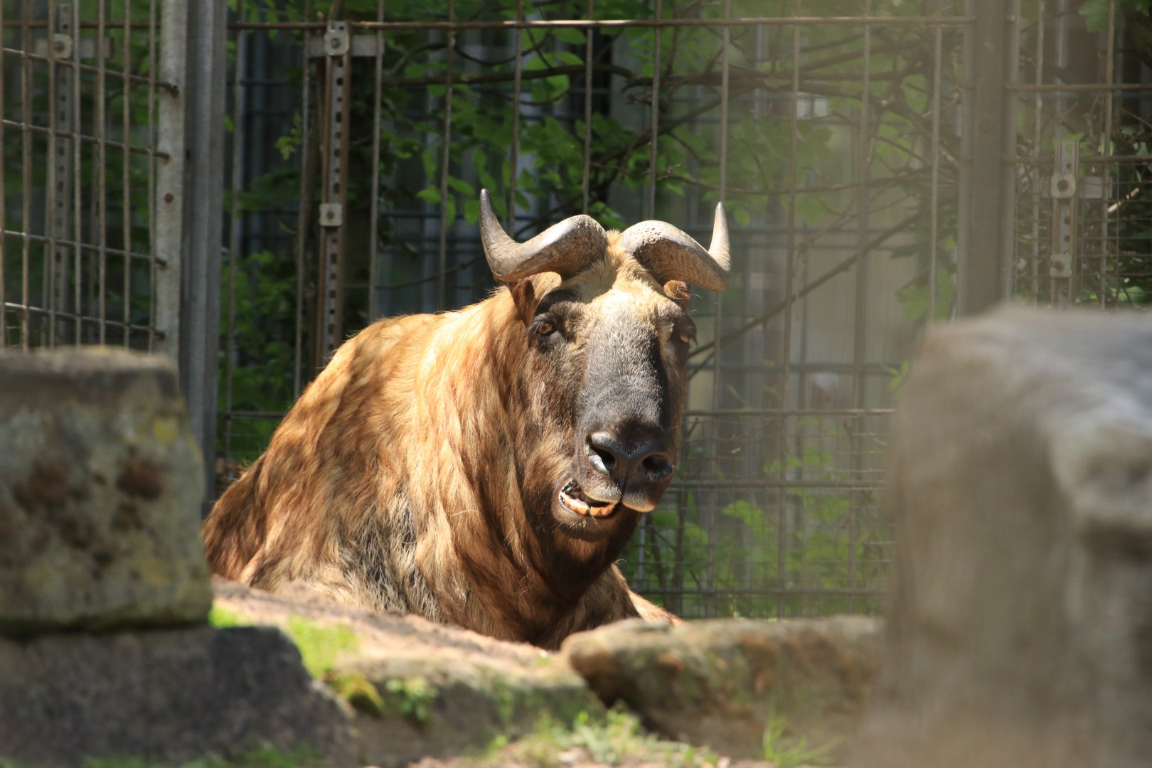 Mishmi Takin (May 2019)