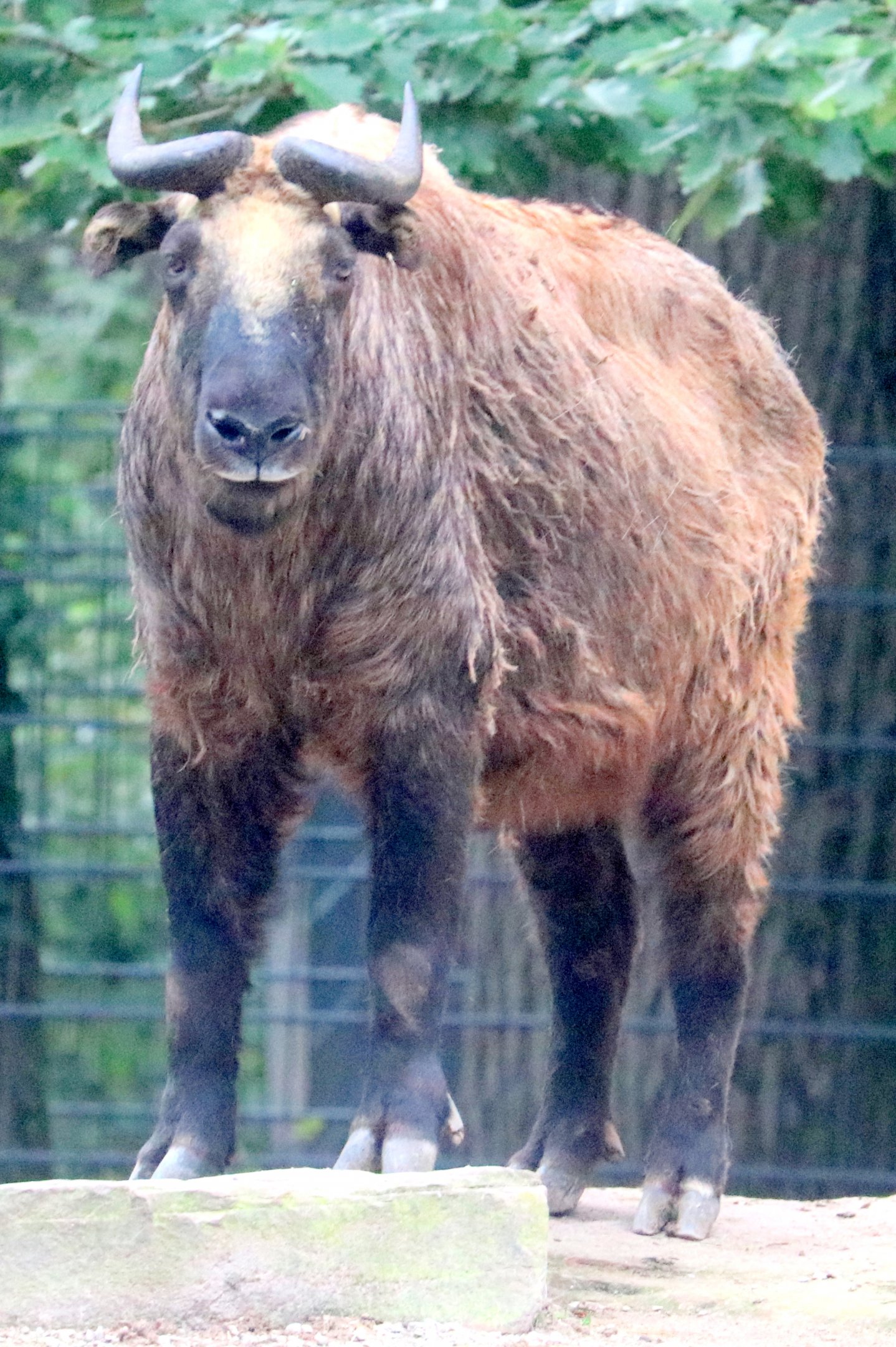 Mishmi takin; Nuremberg; 7th September 2019.
