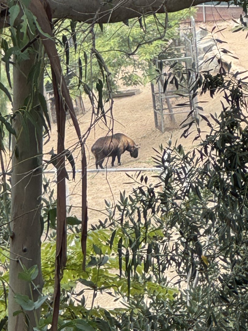 Mishmi Takin (off-exhibit)