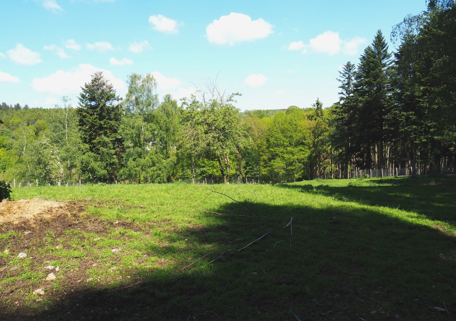 Mishmi takin paddock, 2021-05-29