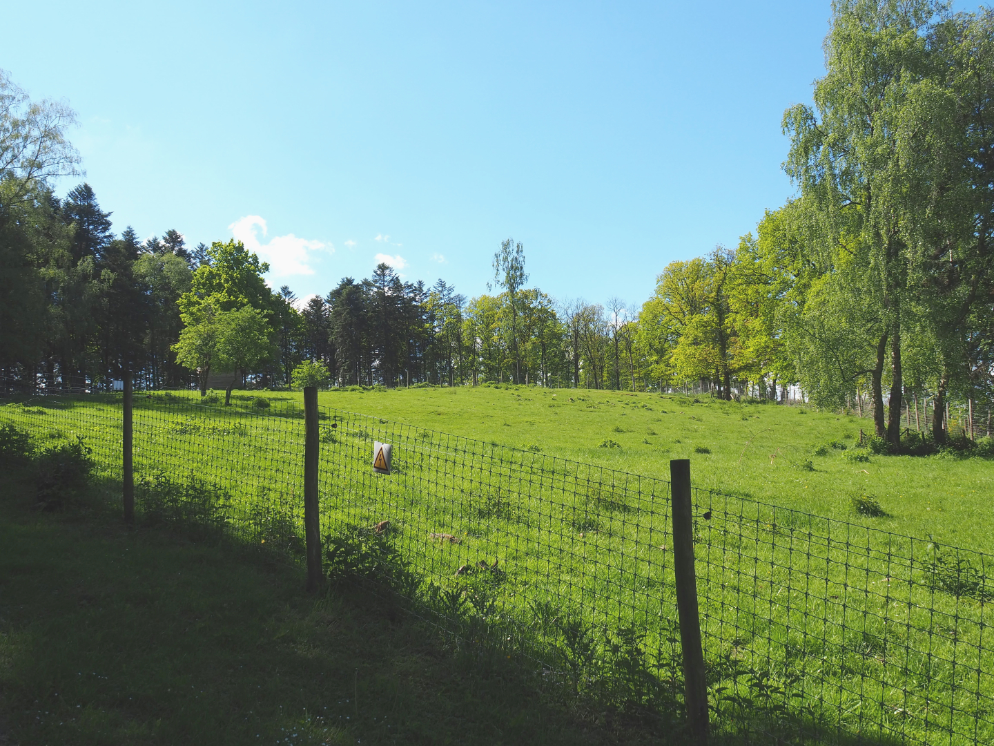 Mishmi takin paddock, 2021-05-29