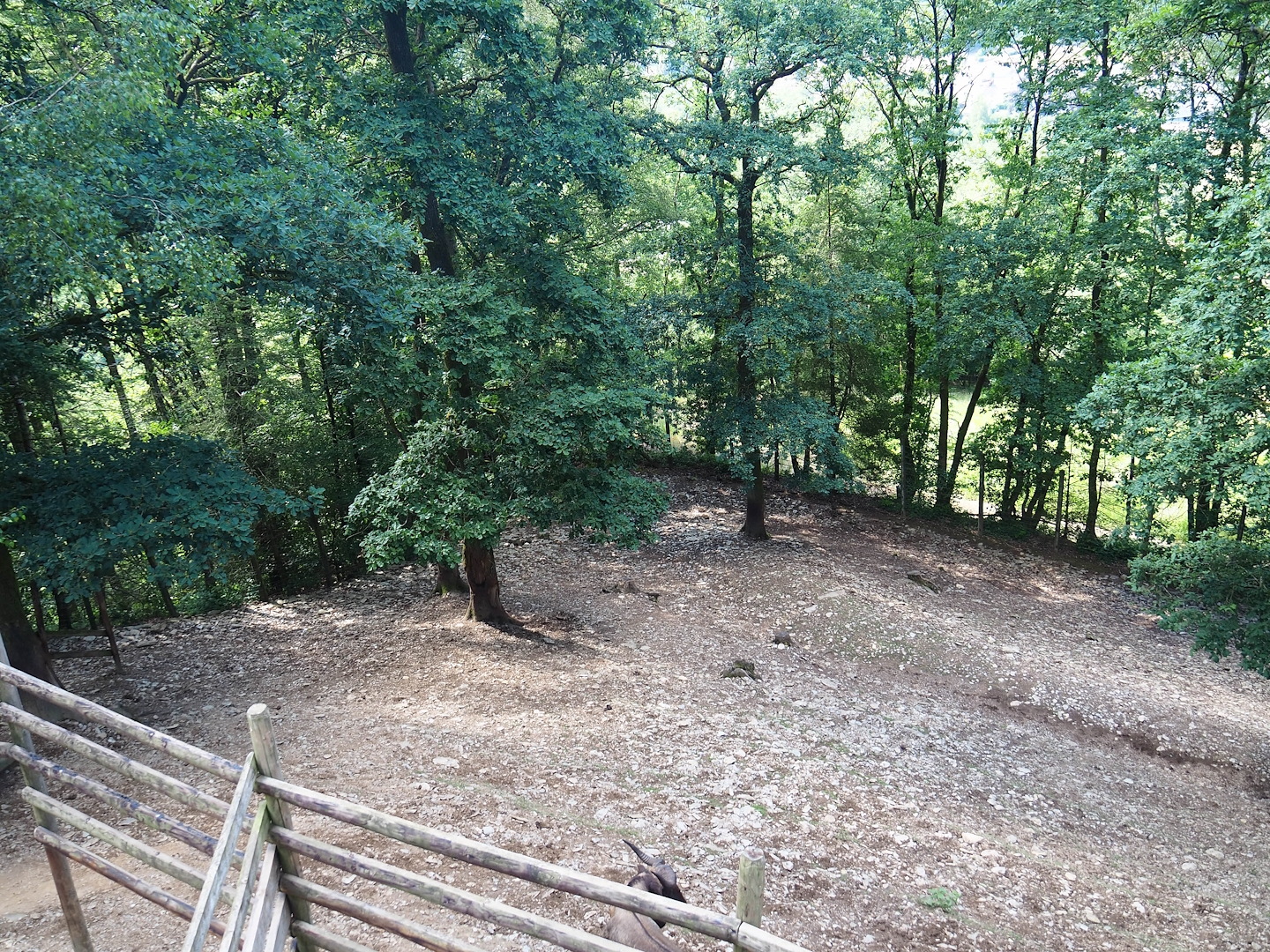 Mishmi takin paddock, 2023-06-24