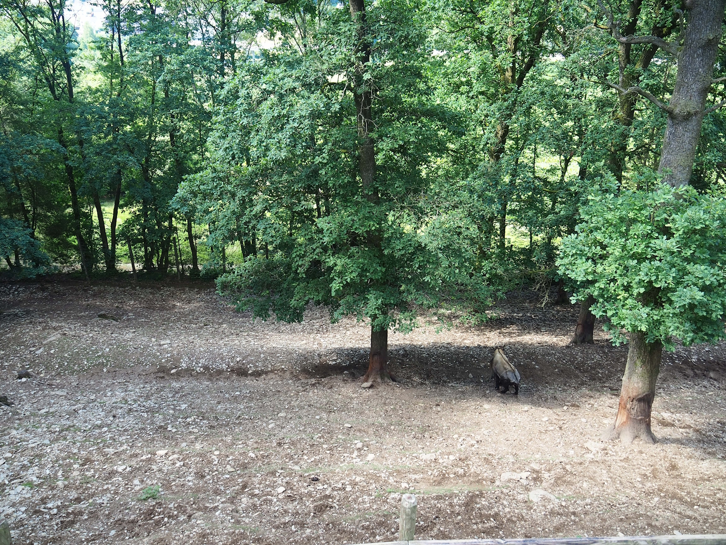 Mishmi takin paddock, 2023-06-24