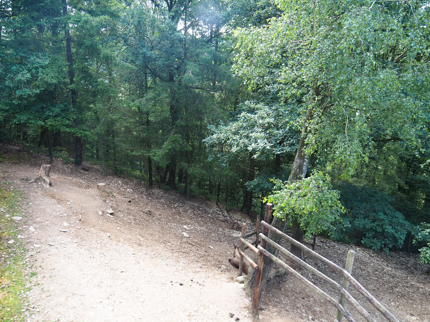 Mishmi takin paddock, 2023-06-24