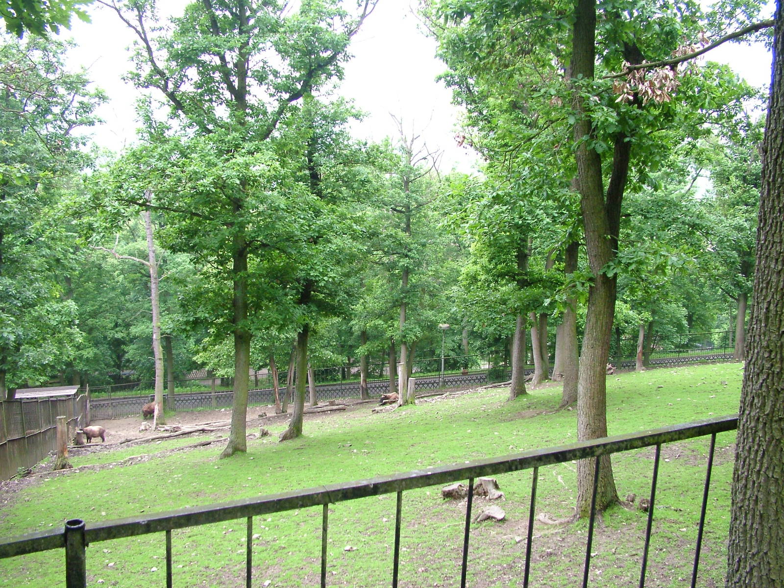 Mishmi Takin paddock at Brno, 27/05/10